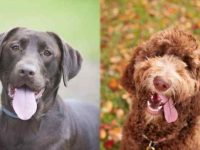 拉布拉多猎犬与拉布拉多贵宾犬有什么区别?那种适合家庭优选?