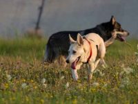 德国牧羊犬与哈士奇交配的后代会长什么样子?