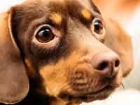 腊肠狗和吉娃娃配起来的狗长什么样?