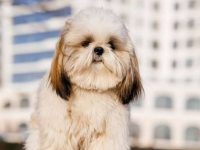 拉萨犬与马耳他犬交配的后代长什么样?适合当家庭犬吗?