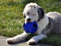 贵宾犬和牧羊犬的后代体型有多大?有哪些优缺点?