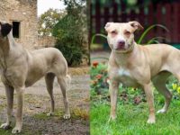 安纳托利亚牧羊犬与美国比特犬的区别是什么?起源在哪里?