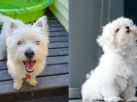 西高地白梗与马耳他犬有什么区别?你真的分得清吗?