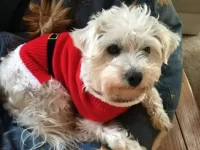 西高地白梗犬是混血还是纯种?适合有小孩的家庭吗?