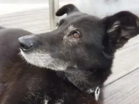 比利时玛利诺犬混血:11种美丽独特的杂交品种