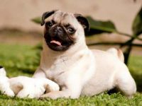 西伯利亚哈士奇哈巴狗交配会出什么样的?