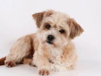 哈瓦那犬和马耳他犬交配的后代叫啥名?性格与外貌全解析!