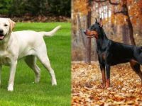 拉布拉多犬与杜宾犬外貌和性格上有什么区别?