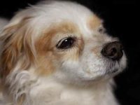 17种可爱小巧的混血比熊犬,你喜欢哪一款?