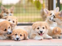 西伯利亚雪橇犬和柯基犬混血性格好不好?适合有小孩的家庭吗?