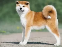 20只可爱的柴犬混血犬,总有一只会俘获你的心!