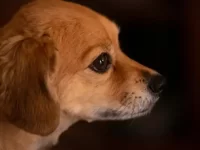 吉娃娃和拉布拉多犬串串长什么样子?性格好不好?