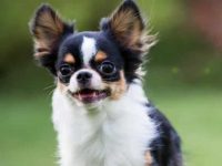 吉娃娃和柯基犬交配会出什么样的后代?