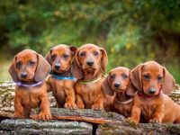 腊肠犬和拉布拉多猎犬混血的小狗好不好?有哪些优缺点?