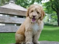 迷你贵宾犬和拉布拉多猎犬串串体型有多大,外观有哪些特点?