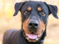 罗威纳犬和拉布拉多犬串串长什么样?有哪些特征呢?