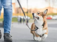 柯基犬和马耳他犬配出来的小狗好不好?适合有孩子的家庭吗?
