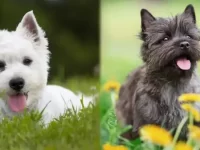 西高地梗与凯恩梗有什么区别?优缺点有哪些?