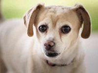 吉娃娃和比格犬混种长什么样子?外观有哪些特点?