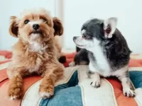 玩具贵宾犬和吉娃娃混血是什么狗?长什么样子?