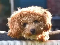 比熊犬和贵宾犬生出来的孩子叫啥名?外观特征有哪些特点?