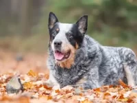 蓝色赫勒犬和拉布拉多犬杂交混血长啥样,有哪些独特的特征?