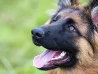 20种独特及极其个性的混血灵缇犬,比纯种好看多了!