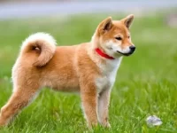 柴犬和西伯利亚哈士奇混血有什么优点与缺点?