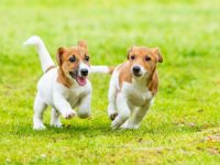 杰克罗素梗犬和吉娃娃串串性格怎么样,有什么优缺点?