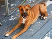 德国牧羊犬和比特犬生的小狗怎么样?性格特点有哪些?