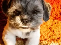 西施犬与比熊犬串串优缺点有哪些?