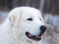 大比利牛斯山犬和拉布拉多猎犬交配的后代体型有多大?