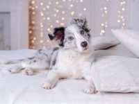 澳大利亚牧羊犬和博美犬串串性格怎么样,有什么优缺点?