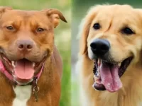 美国比特犬与金毛猎犬有什么不同,那个聪明?