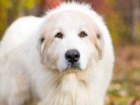 这些大白熊犬体型巨大,滑稽有趣,而且出奇地甜美!