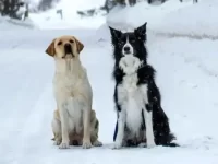 拉布拉多犬与边境牧羊犬比较有何区别?优缺点有哪些?