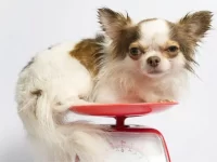 西施与吉娃娃出的后代会有什么特点?