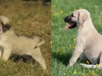 安纳托利亚牧羊犬与坎高犬有哪些区别?是否为同一品种?