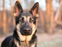 柯基犬和德国牧羊犬混血长啥样?适合有孩子的家庭吗?