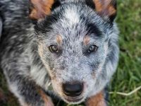 澳大利亚牧羊犬和蓝赫勒犬混血叫什么名字,有哪些优秀特征?