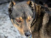 罗威纳犬和西伯利亚哈士奇串串优缺点有哪些?