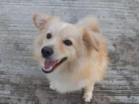 金毛猎犬和柯基犬交配的后代有什么特点?