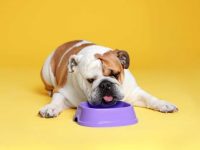 斗牛犬与獒犬生出来的孩子是什么样?有哪些优缺点?