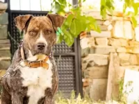 斗牛犬与拳师犬杂交有什么优点,适合当家庭犬吗?