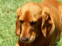 30种可爱的可卡犬杂交品种,你或许会心动!