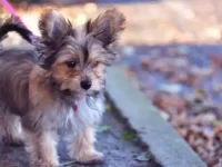 吉娃娃和约克夏配的娃有什么优点和缺点?