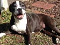 10种非常不寻常的混血卡斯罗犬,你见过几种?