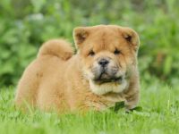 德国牧羊犬和松狮犬杂交的后代怎么样,智商高吗?