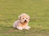 你一定没见过的20只可爱的杂交博美幼犬