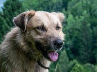 德国牧羊犬和大白熊犬交配的后代叫啥名?体型大不大?